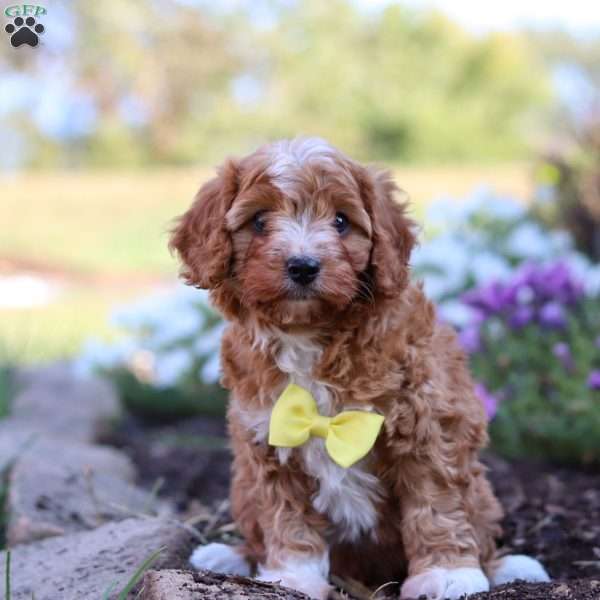 Chance, Cavapoo Puppy